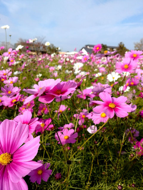 コスモス(2019-11-17)