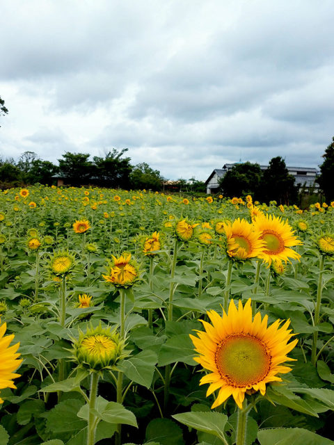 ヒマワリ(2020/7/5)