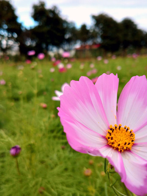 コスモス(2020/10/10現在)