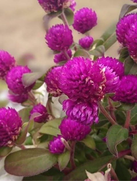 映えるスマホ写真講座