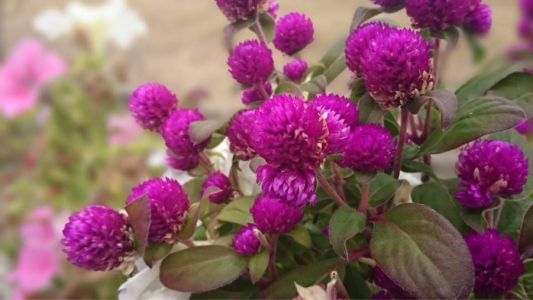 映えるスマホ写真講座