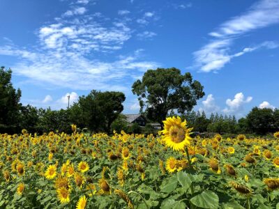 ヒマワリ 20230726-ひまわり