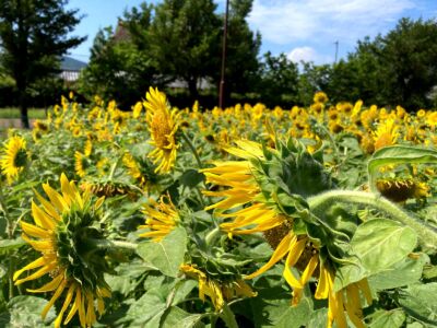 向日葵 20230726-ひまわり