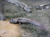 むつごろう むつごろう