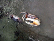 しおまねき しおまねき