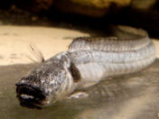 わらすぼ わらすぼ